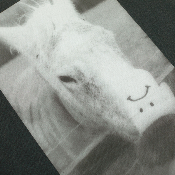 Polar - Horse Hand - Silver Black